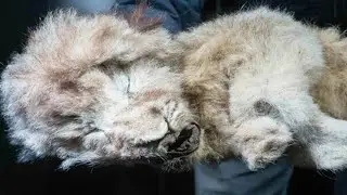 Boris and Sparta: Extinct Cave Lion Mummies