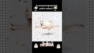 С международным днём собак!
