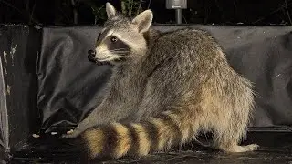 31 Days of 🦝 - 29 - Stretchy Paranoid Raccoon Yoga!
