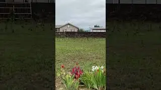 Пернатые шпионы