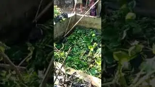 penangkapan babi ngepet kesiangan .terjebak di Balong ikan