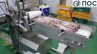240229 Машина для разбивки (разделения) замороженных блоков рыбы CHBD 1000 CHAMCO Южная Корея