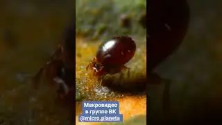 Когда камера большая, а объекты маленькие:).