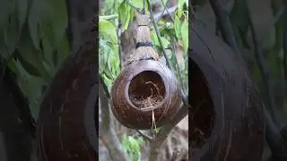 How To Make Coconut Cute Nest, Easy To Make -DIY
