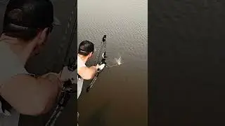 Let'em have it.  #amsbowfishing #bowfishing #carp #bowfishinglife #shorts