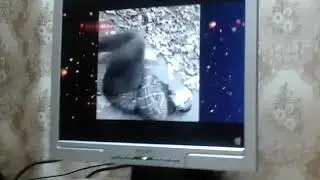 яйца болят