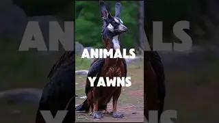 How different animals yawn 🥱