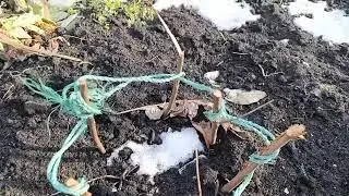 Оттепель ☀️.На дачном участке что интересного🍂❄️🌾Кормили птиц 🐦