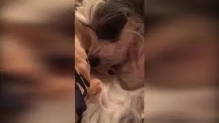 СМЕШНОЕ ВИДЕО ПРИКОЛЫ ПРО ЖИВОТНЫХ ТОП ПРИКОЛОВ ПРО КОТОВ FUNNY VIDEO PETS BEST