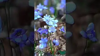 Snowdrop mood!