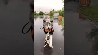 #akita #собака #akitainu #dog #animal #wolf #вакай #животные #собакаулыбака #dog #doglover #funny