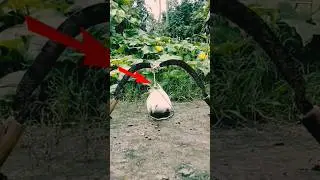 Amazing Bird Trap. #shortvideo #birds #pigeon #animals #cat
