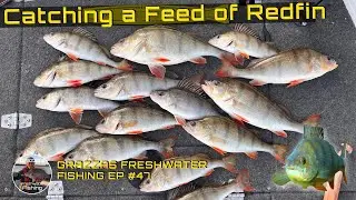 Catching a Feed of Redfin | Lake Eppalock Fishing