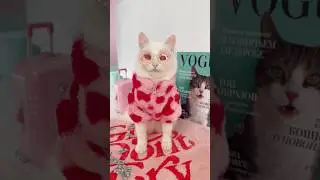 Аляска переодевается💅🏻#cat