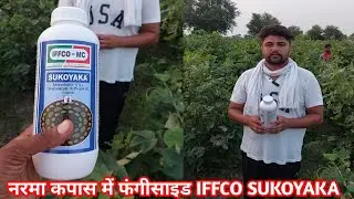 नरमा कपास में फंगीसाइड सिस्टामैटिक दोनों एक ही दवाई से करे अच्छी और सस्तीभी IFFCO SUKOYAKA fungicide