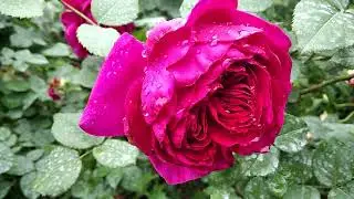 The best English roses: Falstaff, Benjamin Britten, Leonard Dudley Braithwaite, Fisherman's Friend.