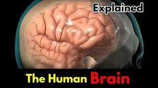 Human Brain! Structure and Function
