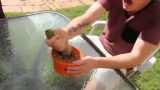 Спор,кто быстрее вытащит кактус:)))