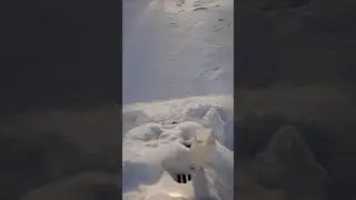 Ямаха это круто