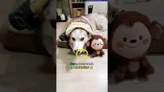 I dare you to HUG a sick Husky! 🥺 #husky #dog #dogs #pets