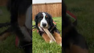 Bernese Mountain Dog Enjoying Her Antler Chew
