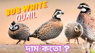 Bob white quail এর দাম কতো ? Exotic Quail Bird - Quail price in Bangladesh & India -Pets Paradise