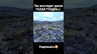 Так выглядит голая тундра)⛰️ 