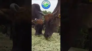 Farming facts about cattle and how they eat #shorts #cow #farming
