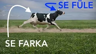 Se füle, se farka - Nexus hangszereléssel
