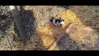 Why use deep litter method?  Happy chickens in a happy chicken run!  Homestead ideas!