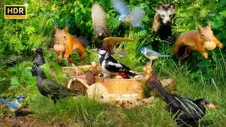 10 HOURS of Squirrels vs Birds in EPIC Hide 'N' Seek Battles!
