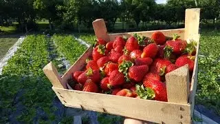Использование площади под КЛУБНИКУ. Пересадка участка.