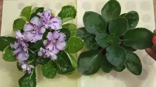 Почему у фиалки листья лодочкой?