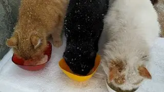Кошки зимой. Кормлю бездомных животных