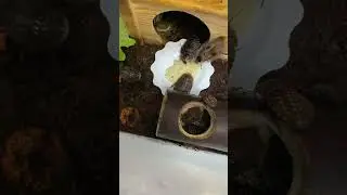 Как можно их не любить????