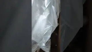 Коробочник 😁🐱