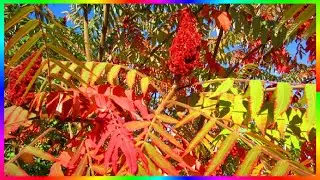 Сумах пушистый или оленерогий уксусное дерево осенью🍂