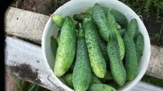 Урожай 2020 года (огурцы . помидоры)
