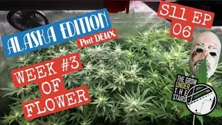 Preventing Bud Rot + Powdery Mildew in cannabis | S11 EP06:  week #3 of flower under Spider Farmer