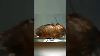 Ужас природы: оса превращает таракана в живую колыбель 🐝🐛
