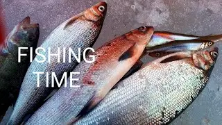 Трофейный сиг. Закрытие сезона в мае на Имандре