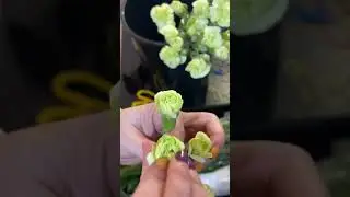 Гвоздика, Кара Фиат, диантус. Как работать с цветком 