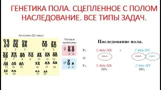 ГЕНЕТИКА ПОЛА. СЦЕПЛЕННОЕ С ПОЛОМ НАСЛЕДОВАНИЕ.  ВСЕ ТИПЫ ЗАДАЧ.