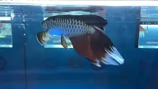 Arowana Harga Puluhan Milliyar 💸