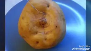 Проще пареной репы! Что это значит?