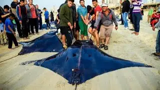 سمك الوطواط يغزو  بحر مدينة غزه