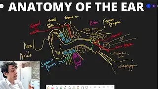 Anatomy Of The Ear (Illustrated And Explained)