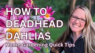 Deadheading Dahlias for Blooms All Summer Long! Quick & Easy Garden Tips