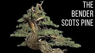 The Bender (Scots Pine)