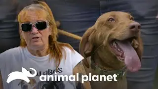Cães de estimação 
